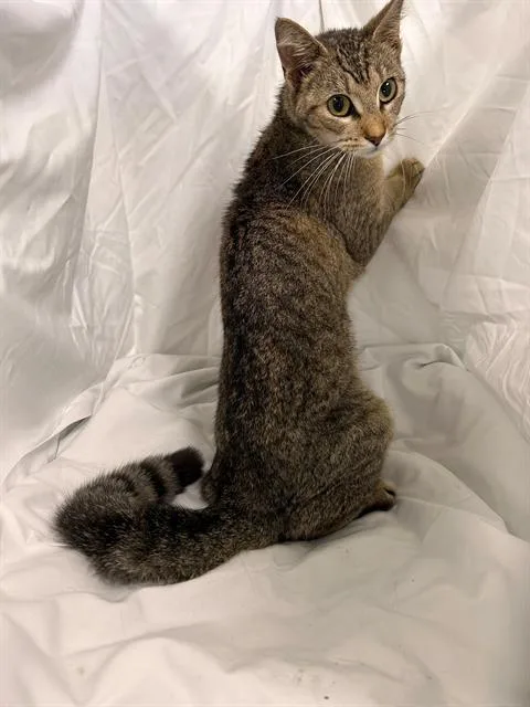 A young medium-sized female Domestic Short Hair cat named Ash for adoption in Winter Haven, FL