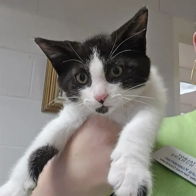 A baby small-sized male Domestic Short Hair cat named Pocus for adoption in Easton, MD