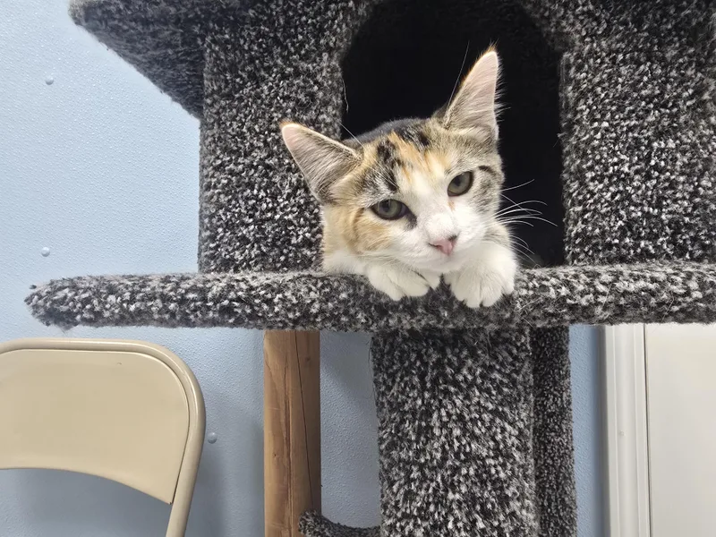 A young medium-sized female Calico Domestic Short Hair cat named Sprite for adoption in Farmington, MO