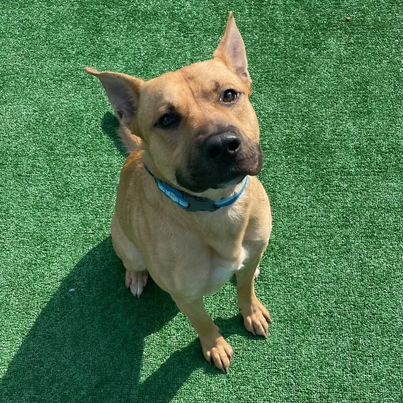 A young large-sized male Pit Bull Terrier dog named Jeter for adoption in Roanoke, VA