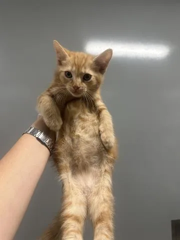 A baby small-sized male Domestic Short Hair cat named Newton for adoption in San Martin, CA
