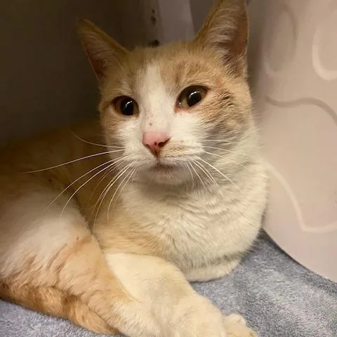 Mama Cheddar thumbnail 2