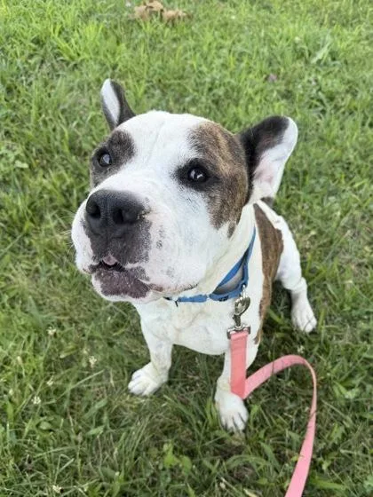 A senior large-sized male Brown / Chocolate Pit Bull Terrier dog named Oska for adoption in Kansas City, MO