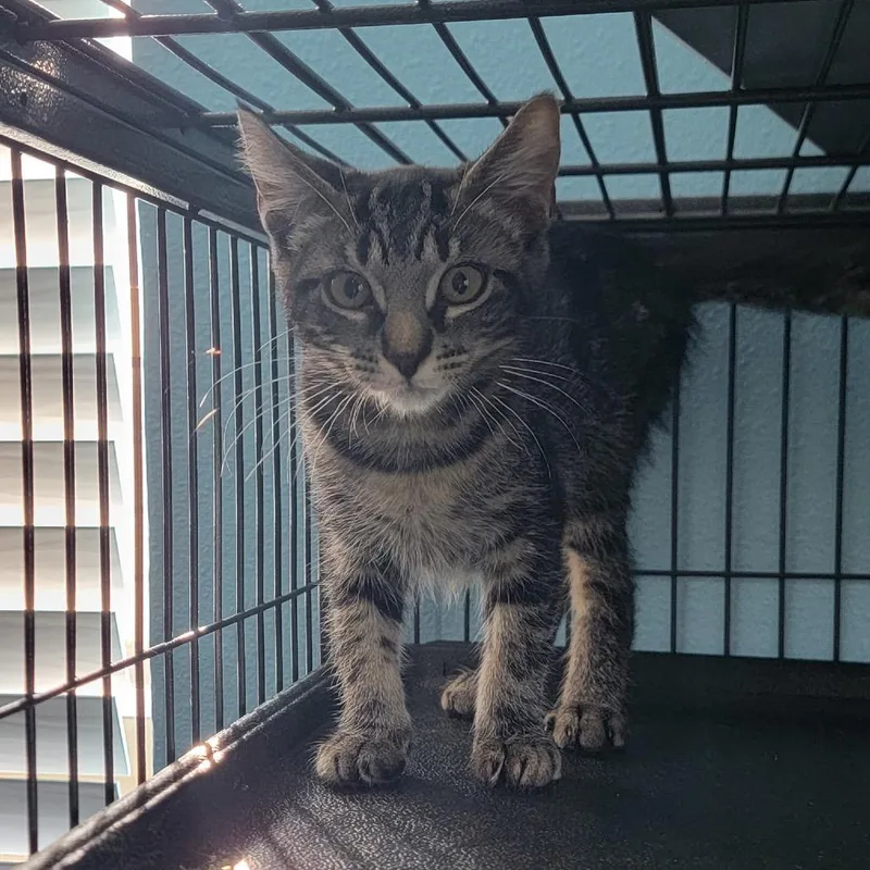 A baby small-sized female Black Domestic Short Hair cat named Squeakums for adoption in Port Richey, FL