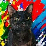 An adult medium-sized female Black Domestic Short Hair cat named Druella for adoption in Portsmouth, OH