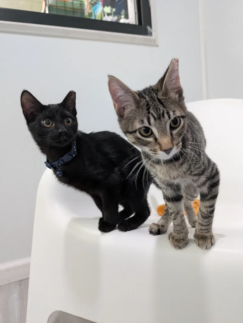 Fixit Felix Jr thumbnail 2