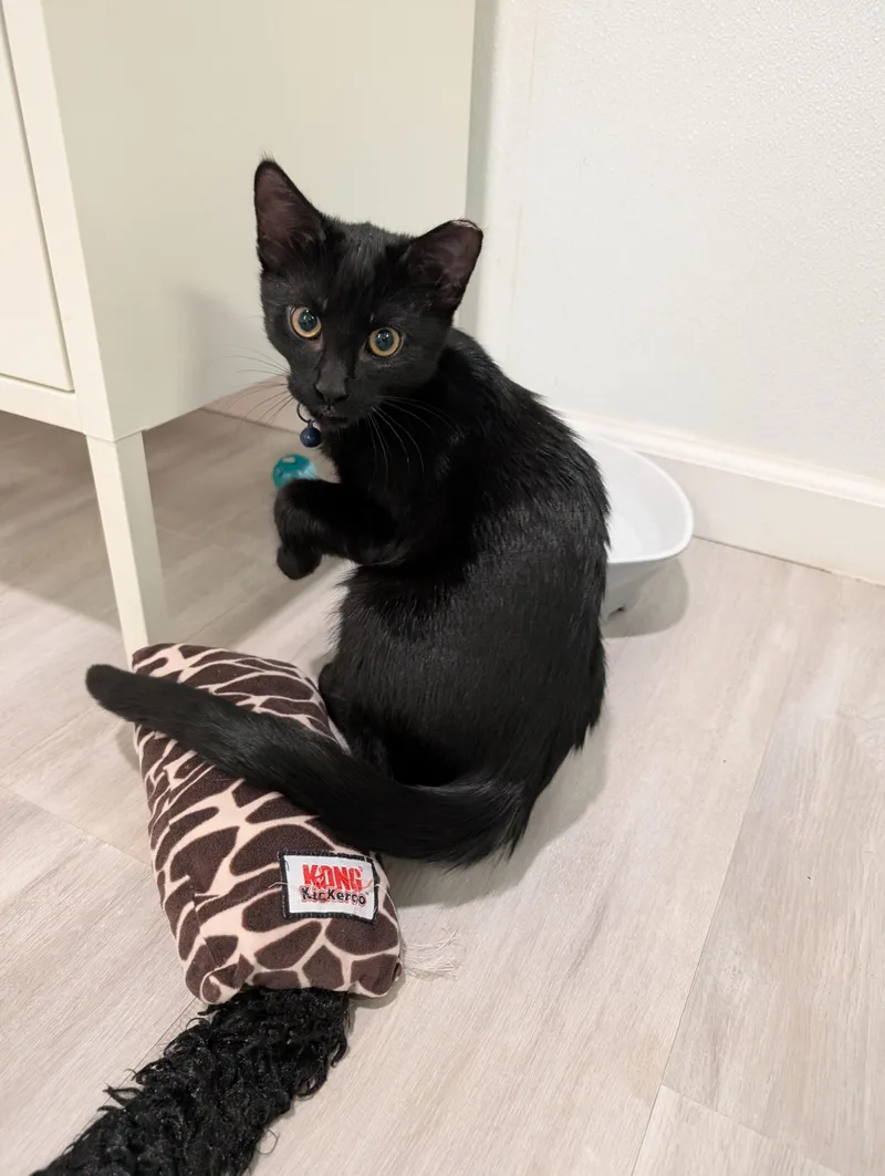 Fixit Felix Jr thumbnail 3