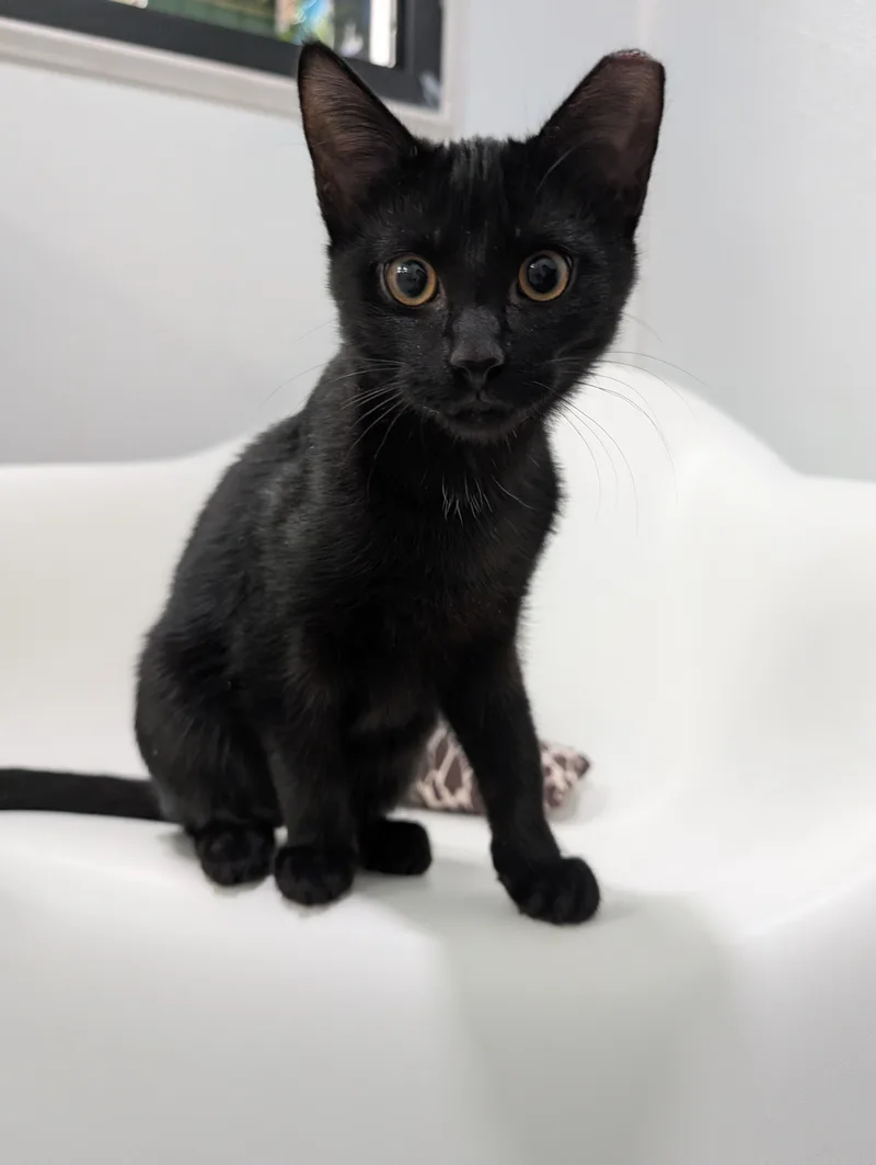 Fixit Felix Jr thumbnail 4