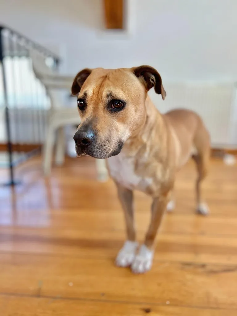 An adult medium-sized female Labrador Retriever dog named Kahlua for adoption in Hudson, NY