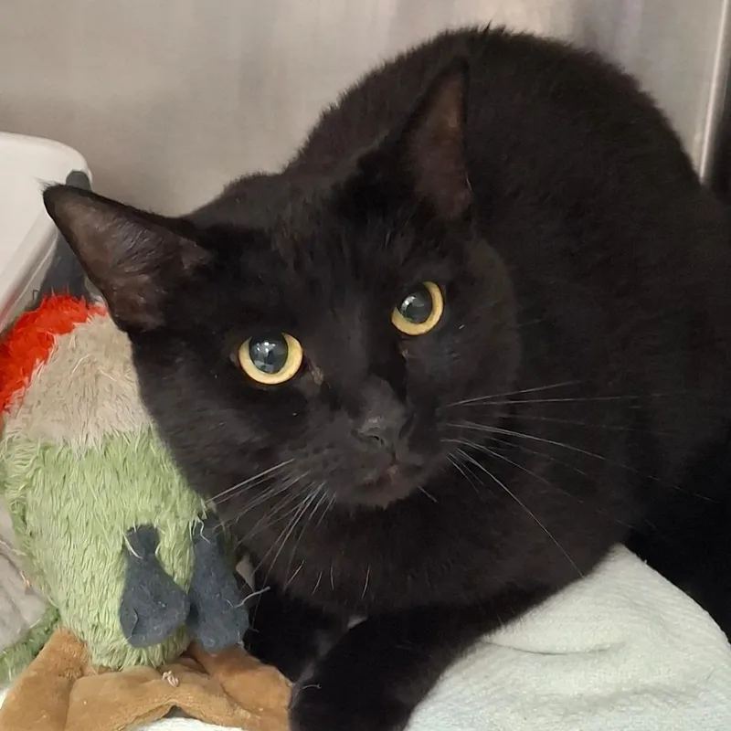 An adult medium-sized female Black Domestic Short Hair cat named Katie for adoption in Lakeland, FL