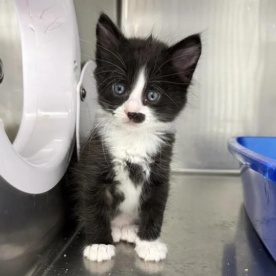 A baby small-sized male Black Domestic Medium Hair cat named Jack for adoption in Reno, NV