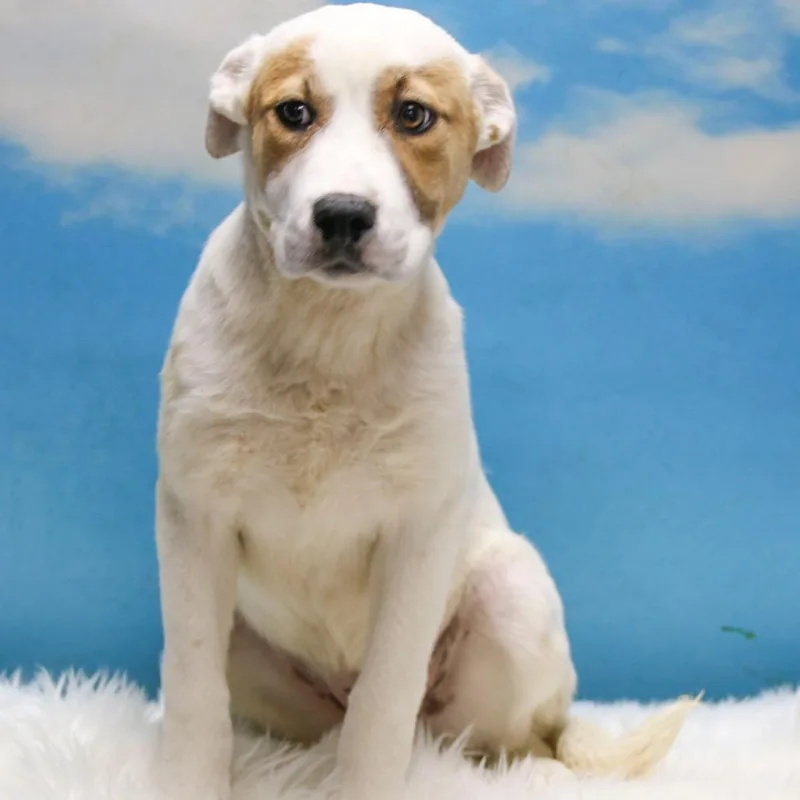 An adult medium-sized female White / Cream Mixed Breed dog named Panda for adoption in Casa Grande, AZ