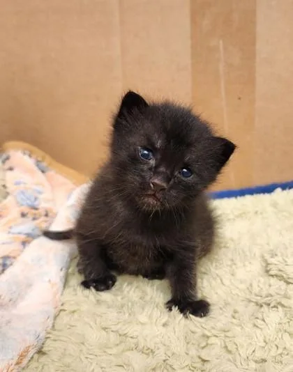 A baby small-sized male Domestic Short Hair cat named Ronan for adoption in Fort Worth, TX