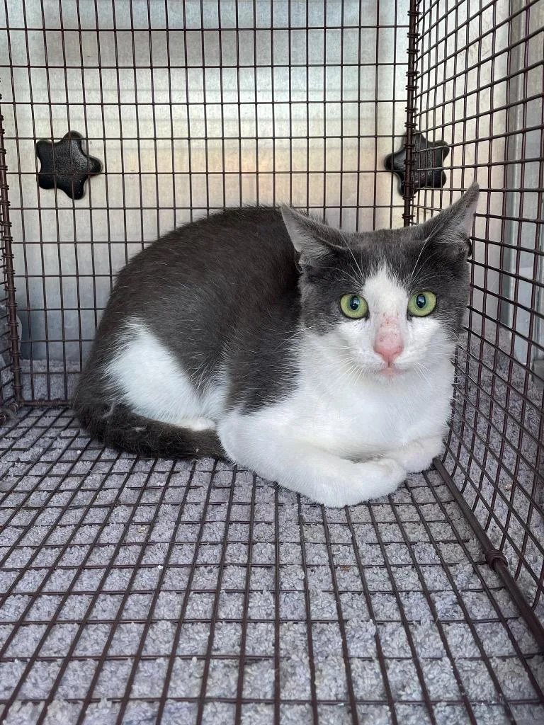 A young small-sized male Domestic Short Hair cat named Warbler for adoption in New Braunfels, TX