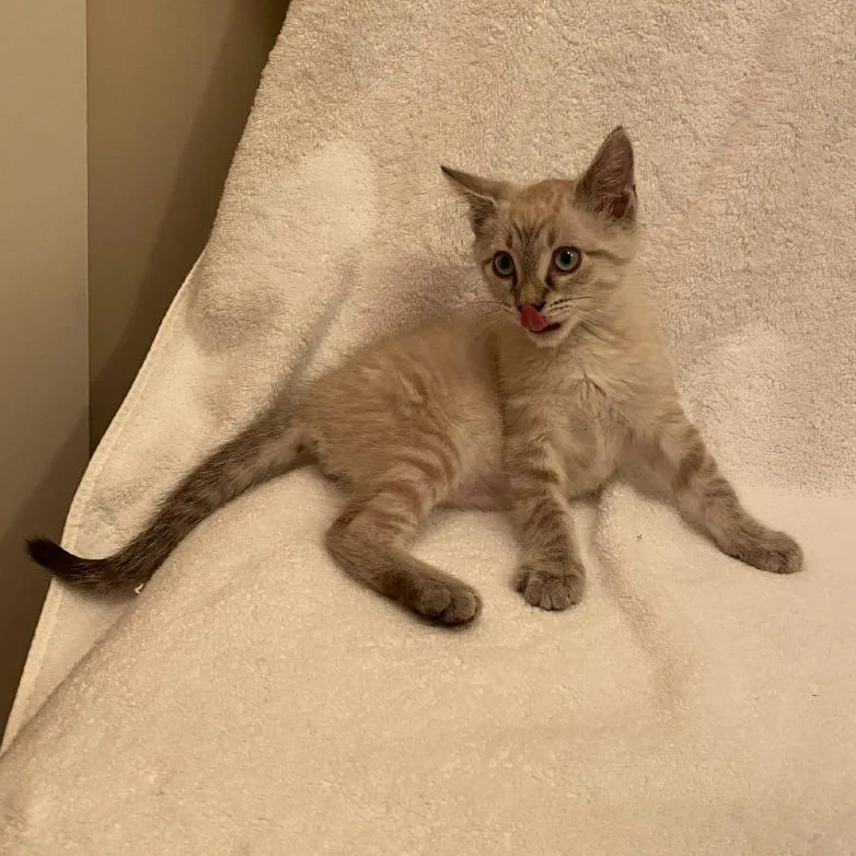 A baby medium-sized male Lilac Point Siamese cat named Fred for adoption in Chattanooga, TN