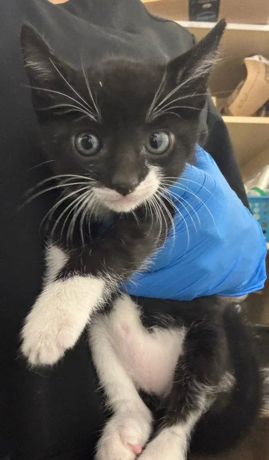 A baby small-sized male Domestic Short Hair cat named Pedro for adoption in Woodland, CA