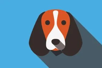 An adult small-sized female Black Poodle dog named Denice for adoption in Anoka, MN