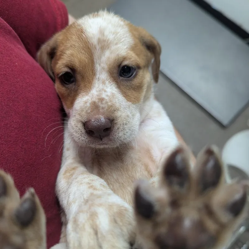 A baby small-sized female Brown / Chocolate Labrador Retriever dog named Janice for adoption in Parrish, AL