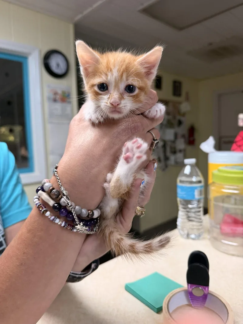 A baby medium-sized male Orange & White Domestic Short Hair cat named Taco for adoption in Sanford, NC