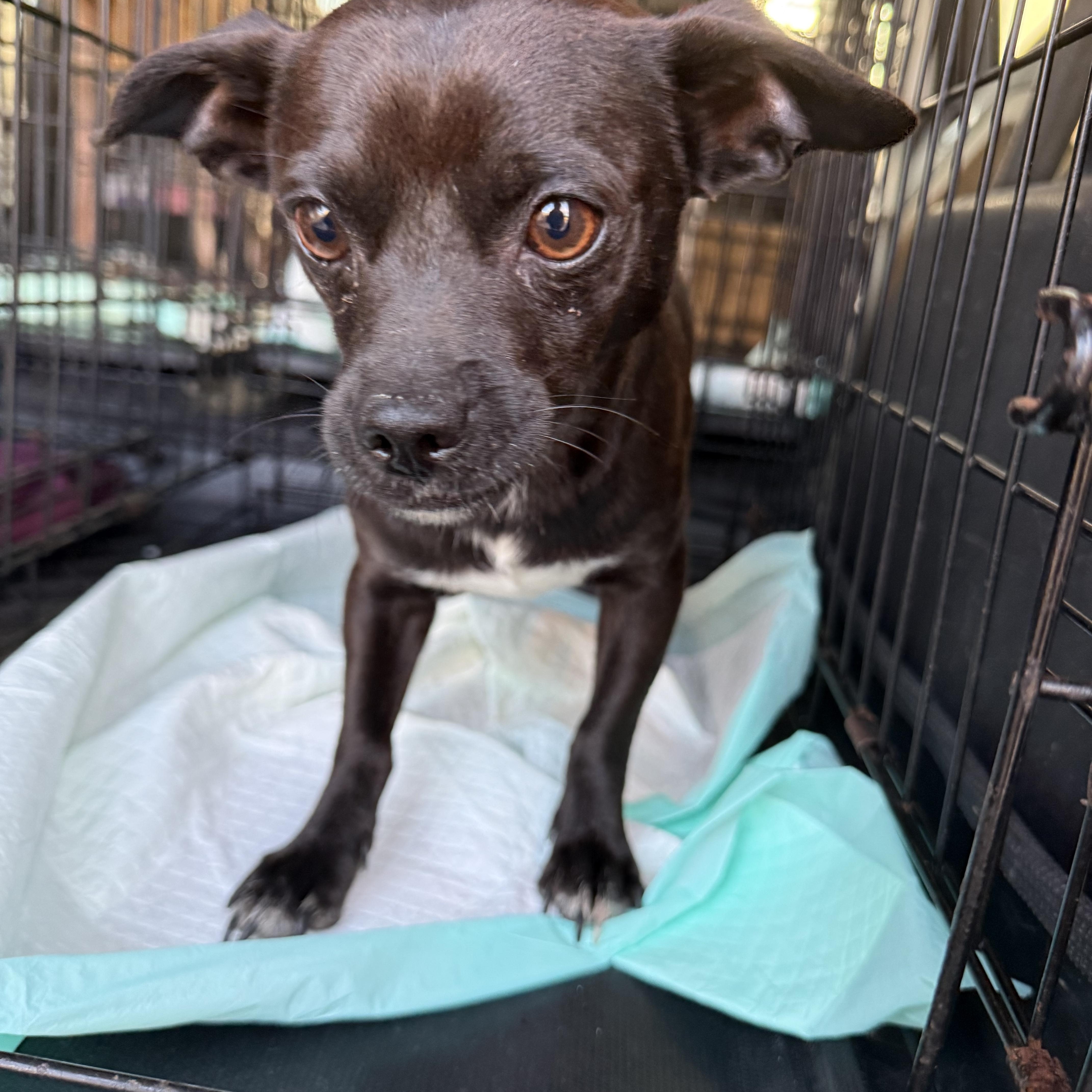 An adult small-sized male Black Chihuahua dog named Cole for adoption in Baton Rouge, LA