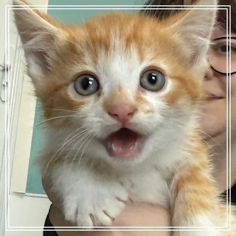 A baby small-sized male Domestic Short Hair cat named Doritos Locos Tacos for adoption in Archbold , OH