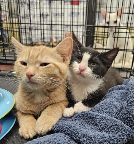 A baby medium-sized male Orange / Red Domestic Short Hair cat named Jack Skellington for adoption in Avondale, PA