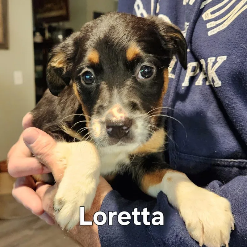Loretta