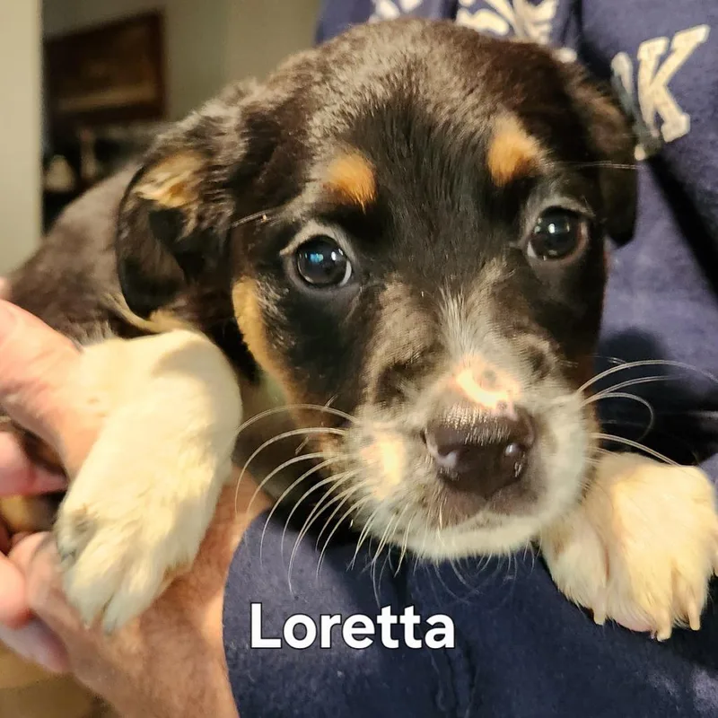 Loretta thumbnail 3