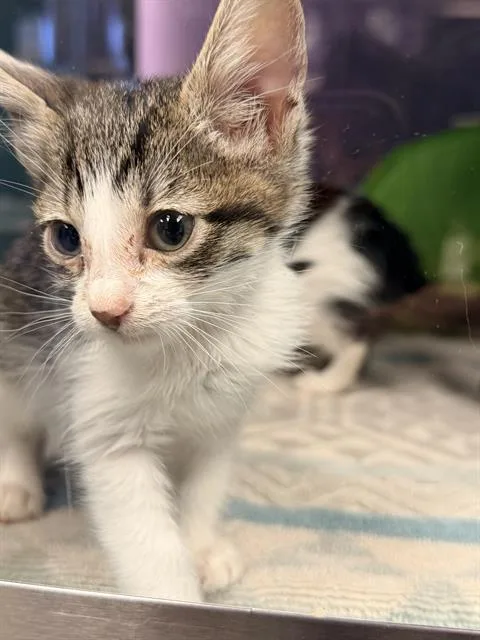 A baby small-sized female Domestic Short Hair cat named Frisbee for adoption in Santa Cruz, CA