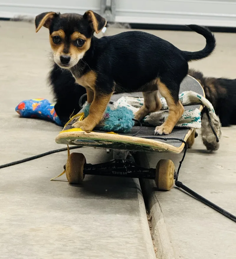 A baby small-sized male Chihuahua dog named Ruger for adoption in Penryn, CA