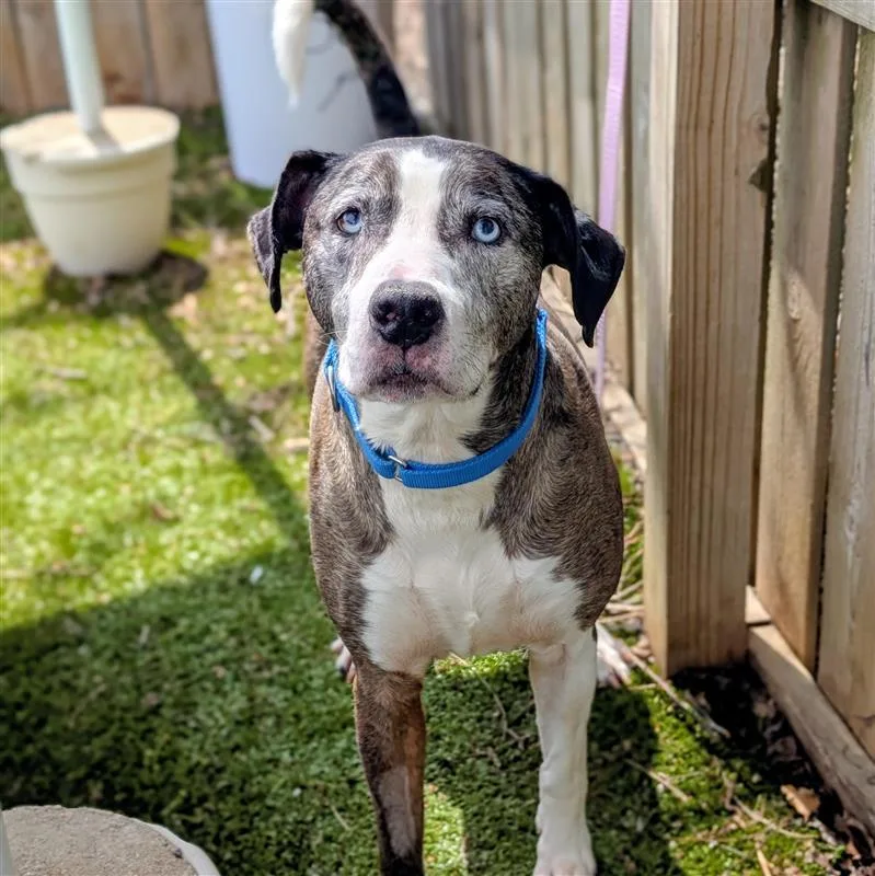 A senior large-sized male Merle (Blue) Catahoula Leopard Dog dog named Theo for adoption in Hilliard, OH