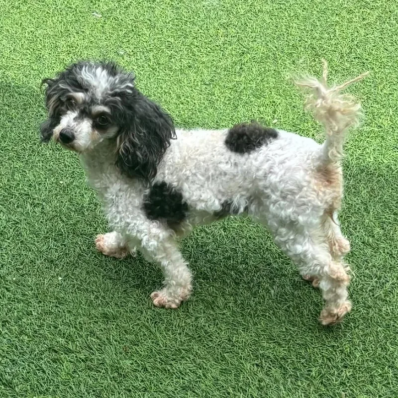A young small-sized female Black Miniature Poodle dog named Twinkle Tammy for adoption in LOXAHATCHEE, FL