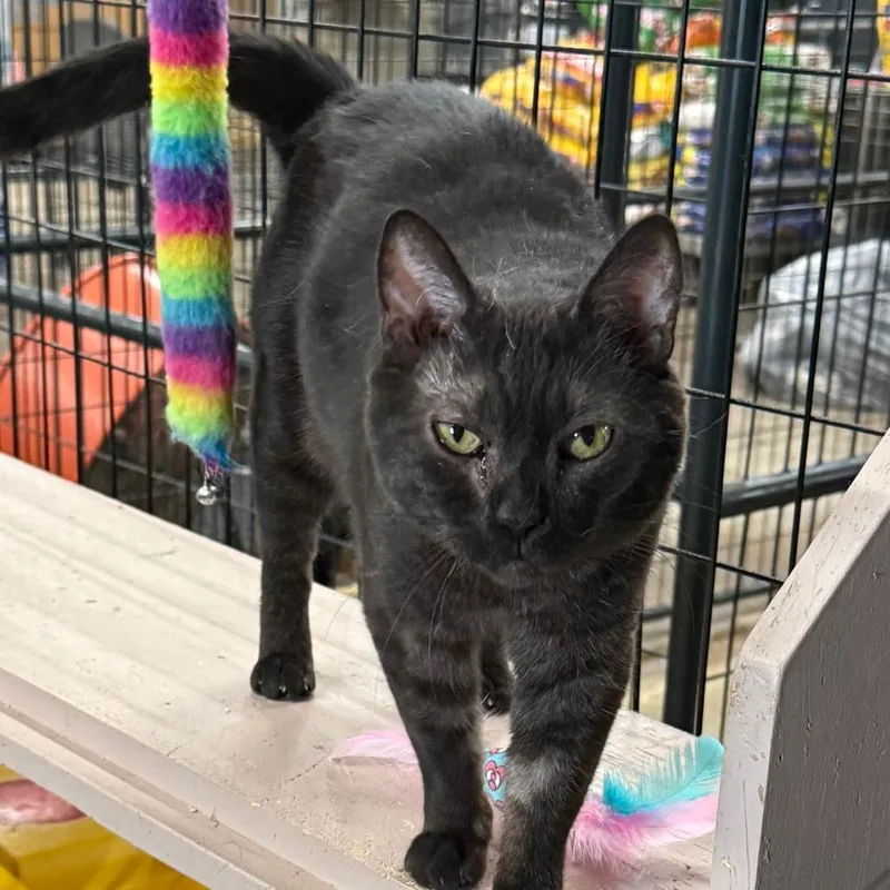 An adult medium-sized female Black Bengal cat named C Celestia for adoption in Franklin, PA