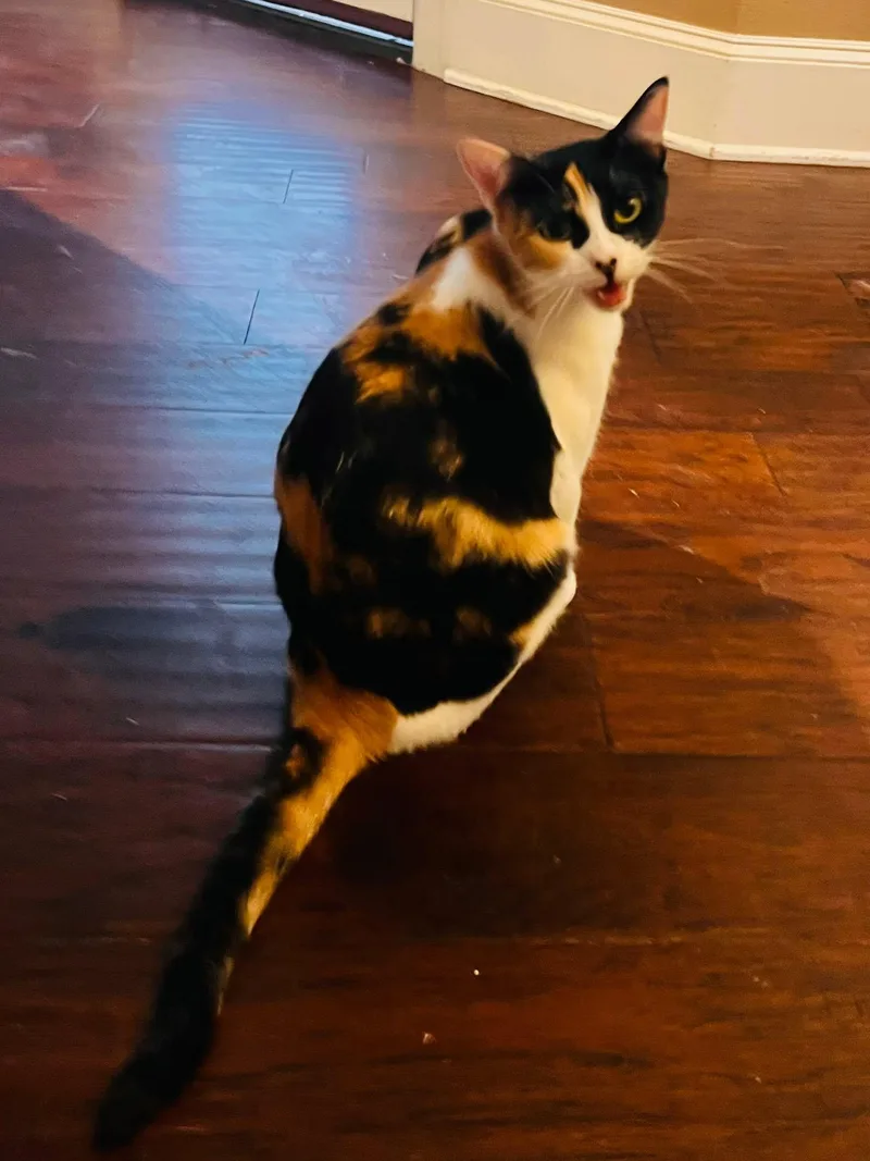 An adult medium-sized female Calico Domestic Short Hair cat named El for adoption in Tyler, TX