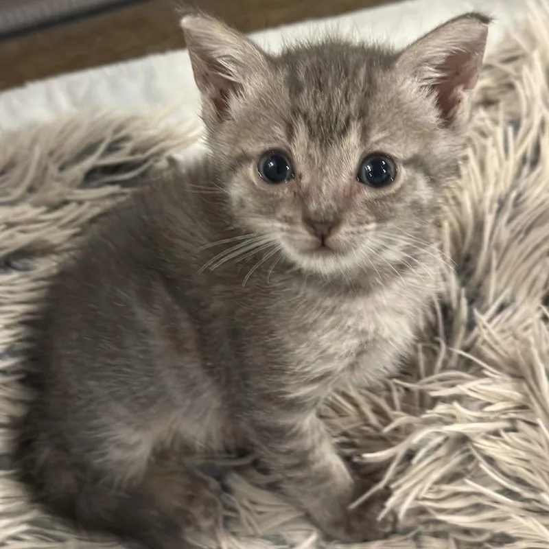 A baby small-sized female Gray / Blue / Silver Domestic Short Hair cat named Lyra for adoption in Roswell, GA