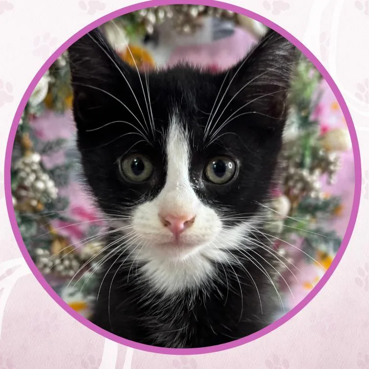 A baby small-sized female Domestic Short Hair cat named Sand Dollar for adoption in Toms River, NJ