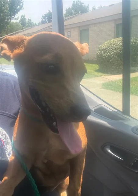 A young medium-sized female Mixed Breed dog named Pinky for adoption in Dallas, TX