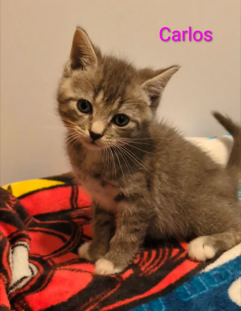 Carlos
