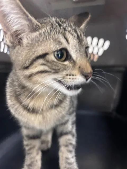 A baby small-sized female Domestic Short Hair cat named Jezabelle for adoption in Las Vegas, NV