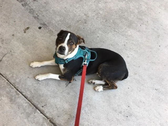 A young small-sized male Australian Cattle Dog / Blue Heeler dog named Franklin for adoption in Tustin, CA