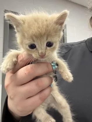 A baby small-sized male Domestic Short Hair cat named Peach for adoption in Gastonia, NC