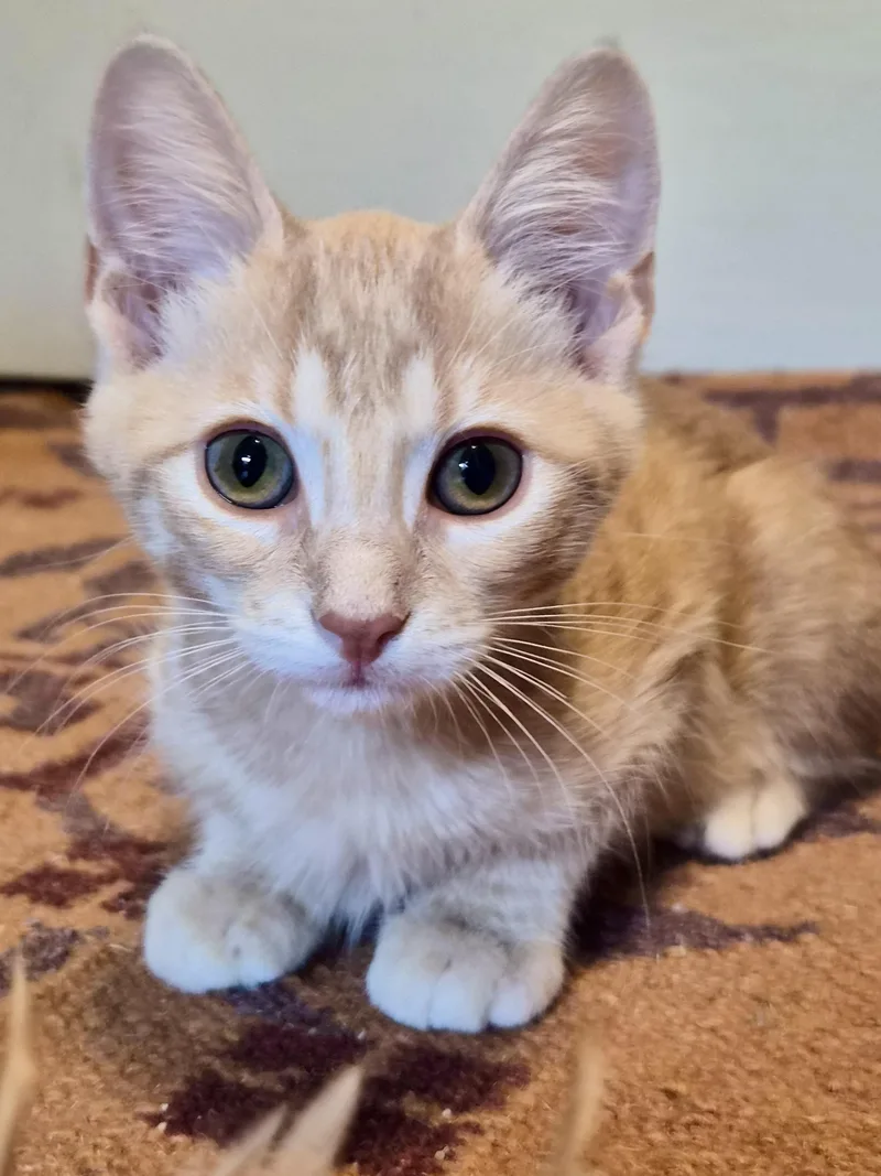 A baby small-sized female Orange / Red Domestic Short Hair cat named Ketchup for adoption in Houston, TX