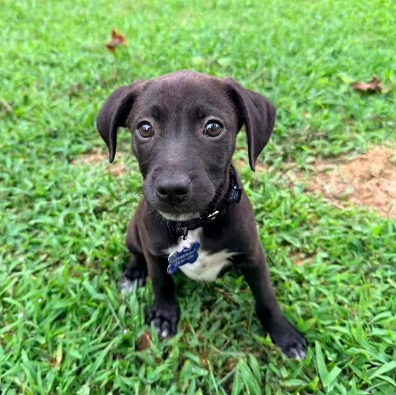 A baby small-sized female Black Terrier dog named Beach for adoption in Columbia, MD
