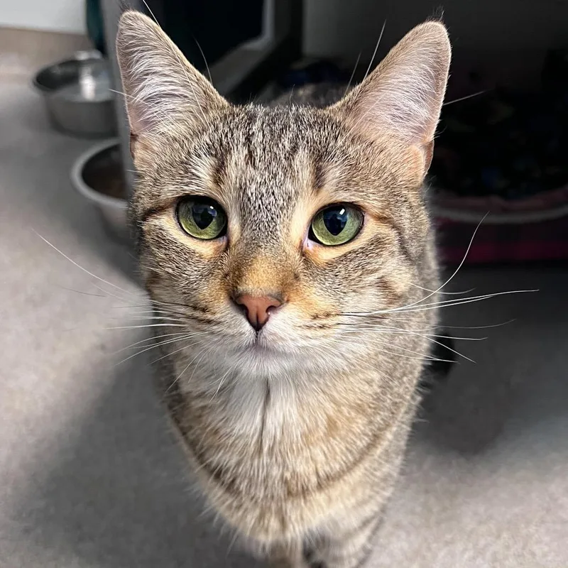 An adult small-sized female Brown / Chocolate Domestic Short Hair cat named Molly for adoption in Arlington Heights, IL