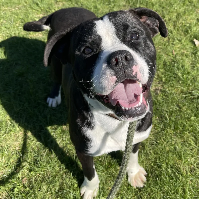 An adult medium-sized male Black Pit Bull Terrier dog named Poughkeepsie for adoption in Allegan, MI