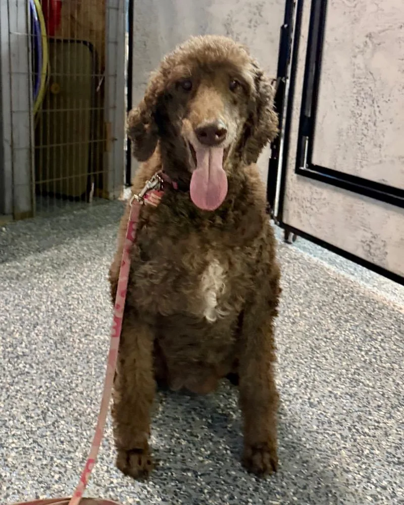 A senior large-sized female Poodle dog named Zofie for adoption in Reno, NV
