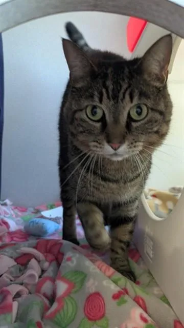 An adult medium-sized female Domestic Short Hair cat named Clio for adoption in Leesburg, VA