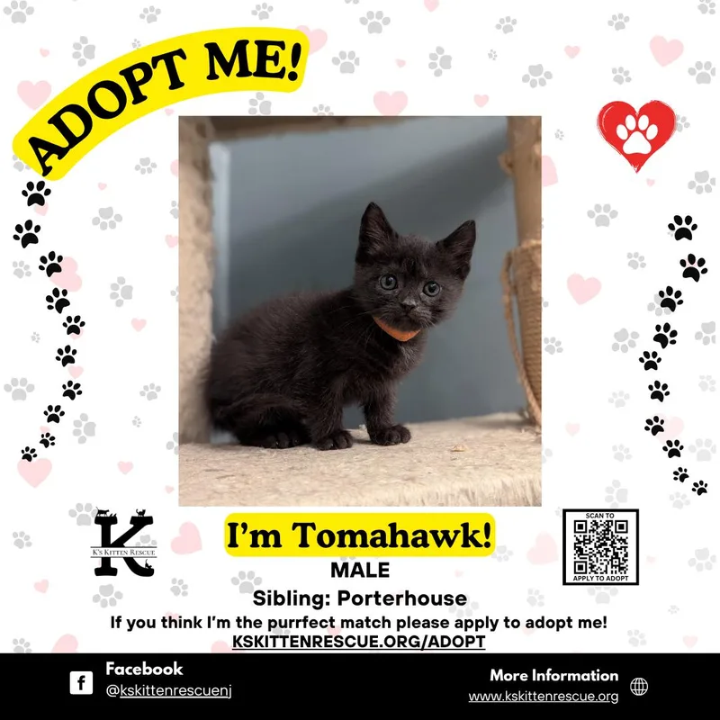 A baby medium-sized male Black Domestic Short Hair cat named Tomahawk for adoption in Brick, NJ