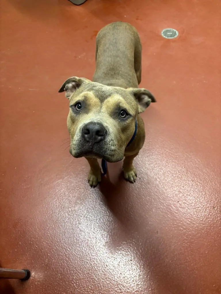 A young large-sized male Mixed Breed dog named Cipher for adoption in Douglasville, GA