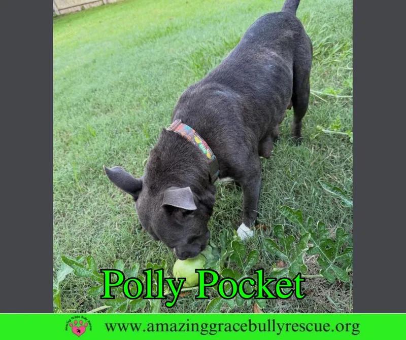 An adult medium-sized female American Bulldog dog named Polly Pocket for adoption in Pensacola, FL